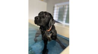 Canine Hydrotherapy
